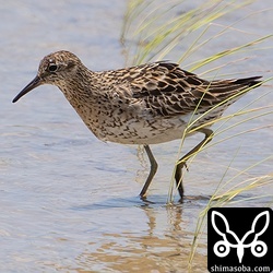 ウズラシギ夏羽後期。2〜3枚は冬羽見えてますね。