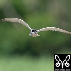 クロハラアジサシは日に日に数を増やしています。