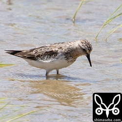 トウネン夏羽から冬羽へ移行中です。