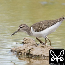 イソシギ幼鳥。幼鳥は今季初確認だったかも?