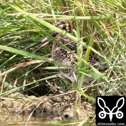これはハリオシギかなぁと出てくるのを待っていたのですが、警戒心が強くてだめでした…。^^;