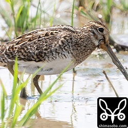 冬羽へ移行中のハリオシギ成鳥。