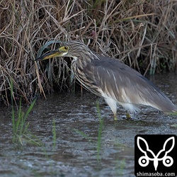 警戒心のないアカガシラサギ。先月から滞在している個体かもしれません。
