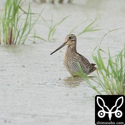 チュウジシギ幼鳥。