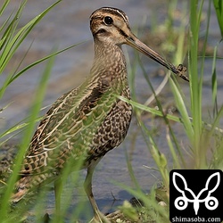 ハリオシギ幼鳥。