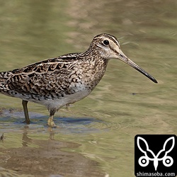 チュウジシギ成鳥。