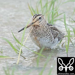 チュウジシギ成鳥。