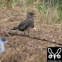 ツバメチドリの成鳥冬羽。