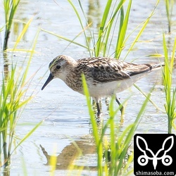 上と同個体。ど逆光で見にくかった…。