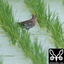ハリオシギ成鳥。