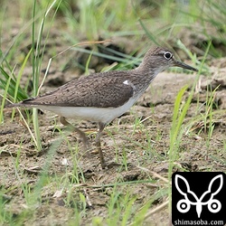 イソシギ夏羽後期。