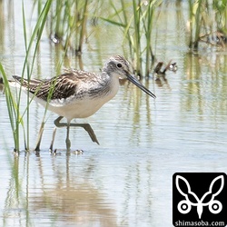 こちらも幼鳥は初。アオアシシギ。単独での飛来でした。