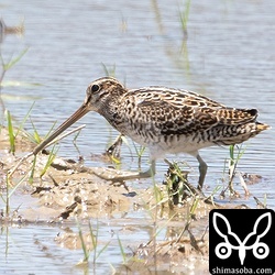 ハリオシギ幼鳥。
