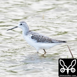 コアオアシシギ幼鳥。第1回冬羽へ換羽中。