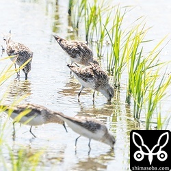 トウネンとヨーロッパトウネンの群れ。