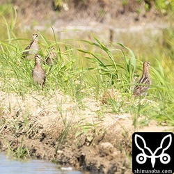 チュウジシギの群れ。