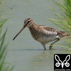 今季初となるタシギは幼鳥でした。