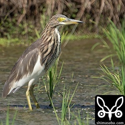 アカガシラサギ冬羽。