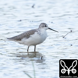 コアオアシシギ成鳥冬羽。