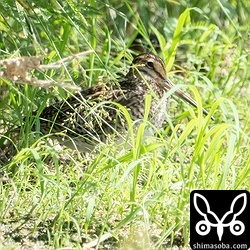 チュウジシギ成鳥。終始疲れた様子。
