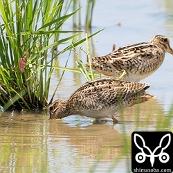 ハリオシギ幼鳥(手前)とチュウジシギ成鳥。