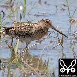 ハリオシギ幼鳥。