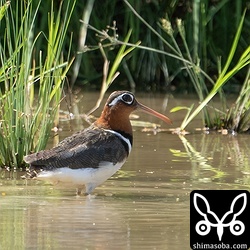 タマシギのメス。最近、活発です。