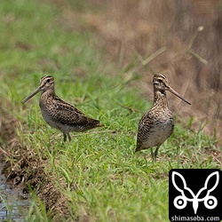 ハリオシギ(右)とチュウジシギ幼鳥。