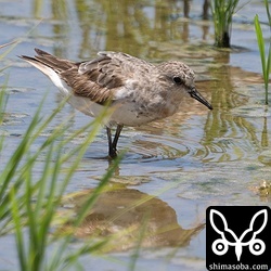 トウネン成鳥。夏羽から冬羽へ。