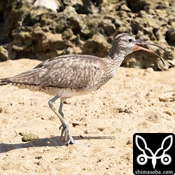 チュウシャクシギ夏羽後期。