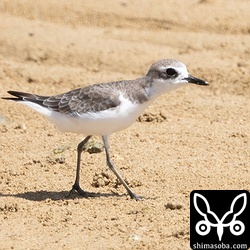 こちらもオオメダイチドリ冬羽。