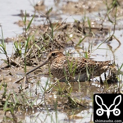 通行車両に警戒して身を伏せるハリオシギ幼鳥。
