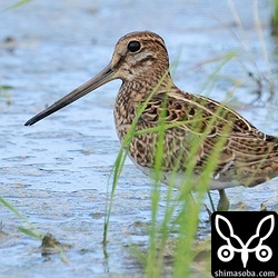 ハリオシギ幼鳥。