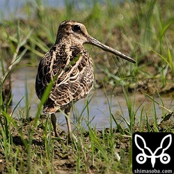 こちらもチュウジシギ成鳥。