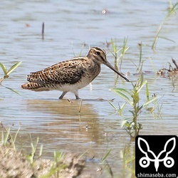 ハリオシギ幼鳥。