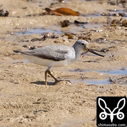 ソリハシシギは冬羽へ移行中。
