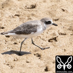 メダイチドリ冬羽。