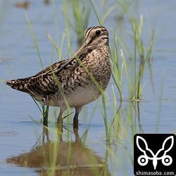 チュウジシギ成鳥。