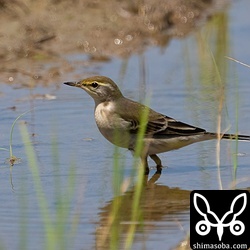 今季初となる(キマユ)ツメナガセキレイの幼鳥。