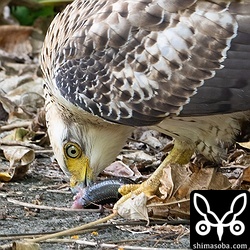 カンムリワシ幼鳥が食っているのはキシノウエトカゲ。でっぷり太ってうまそうなトカゲです。