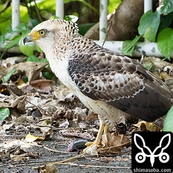 カンムリワシ幼鳥。カラス数羽に囲まれていました。
