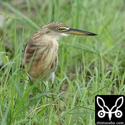 台風11号は数日間、影響がありそうなのでその間、滞在してくれることでしょう。