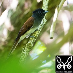 サンコウチョウの成鳥メス。オスも一緒に行動していました。しかもまだ尾羽が長かった。まさか繁殖している?