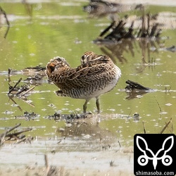 チュウジシギ幼鳥。