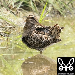 チュウジシギ成鳥。肩羽は冬羽、三列は旧羽。