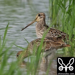 上と同個体。手前の個体もハリオシギ幼鳥。