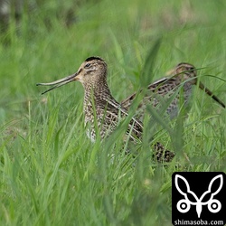 ハリオシギ幼鳥。後ろに写る個体は上の飛翔写真と同個体。