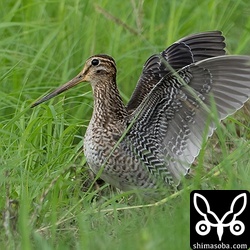 ハリオシギのパタパタ。換羽はまだ進んでいないようでフレッシュな幼羽です。