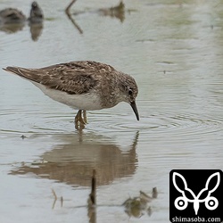 今季初のオジロトウネン。成鳥夏羽後期でした。