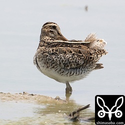 チュウジシギ成鳥。冬羽に変わりつつあります。